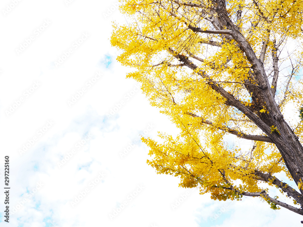 ginkgo leaves and branches against blue sky ginkgo leaves and branches against blue sky