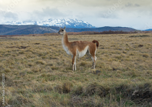 Lama Roaming On An Open Prairie in Patagonia Chile with Torres del Paine National Park Mountain Range in the Background