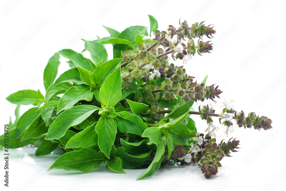 Basil (Ocimum sanctum) isolated on white background Basil (Ocimum sanctum) isolated on white background
