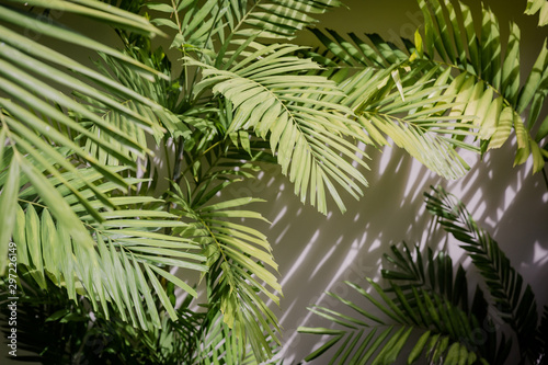 Fototapeta Naklejka Na Ścianę i Meble -  branch of palm tree