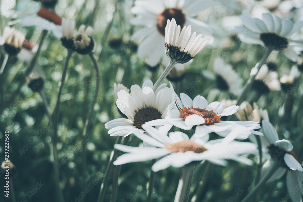 Fototapeta stokrotka kwiat tło montains ogród
