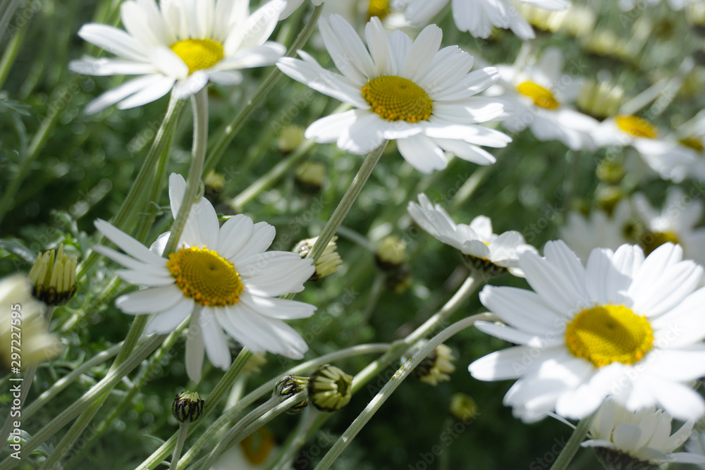 daisy flower background montains garden daisy flower background montains garden