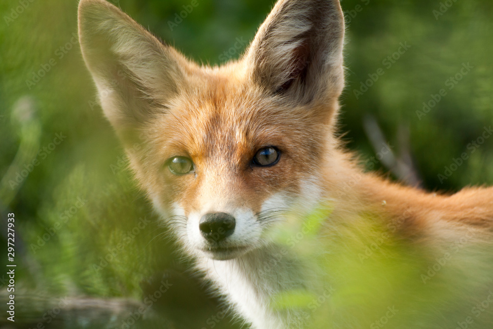 red fox