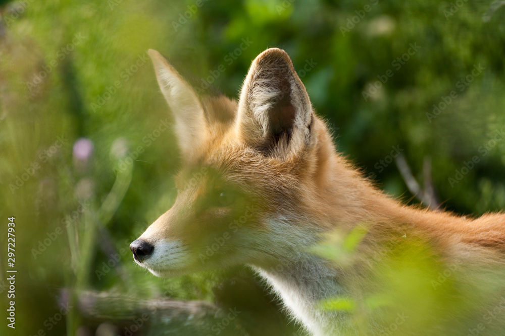 red fox vulpes vulpes red fox vulpes vulpes