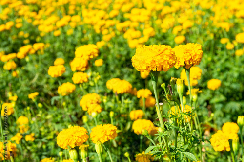 Flowers meadow with marigolds (Tagetes erecta) - selected focus - text space