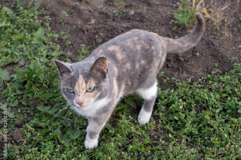 Grey and beige cat outlet