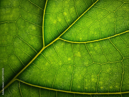 Green leaf macro background. Beautiful nature backdrop. Close up of textured. Environment and ecology concept, space for your design