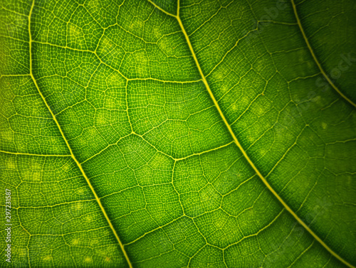 Green leaf macro background. Beautiful nature backdrop. Close up of textured. Environment and ecology concept, space for your design