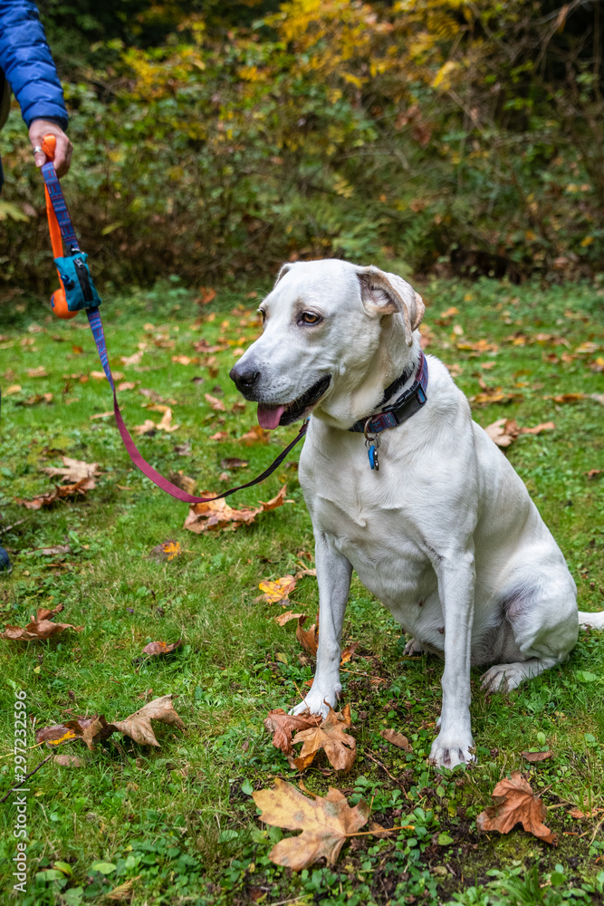 White lab mix dog outside in public park with fall color, leash leading to a woman’s hand