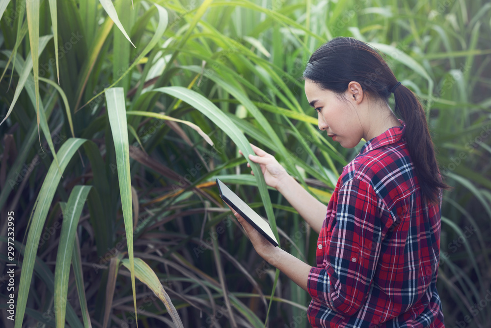 Female farmer with her dog working in Sugarcane farm To collect data to study and develop his farm to improved productivity in the future.modern farm. Female farmer with her dog working in Sugarcane farm To collect data to study and develop his farm to improved productivity in the future.modern farm.