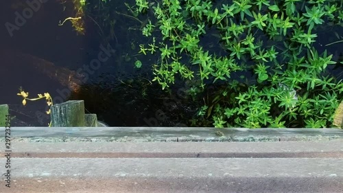 Florida alligator swimming under wooden dock at lake Toho, Kissimmee central Florida. photo