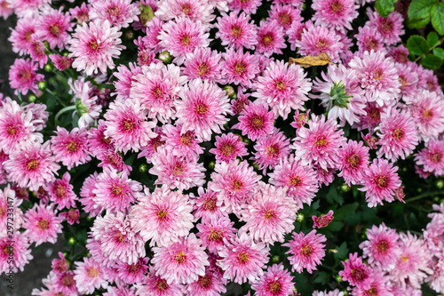 Pink flower in the garden for background. © Hide_Studio