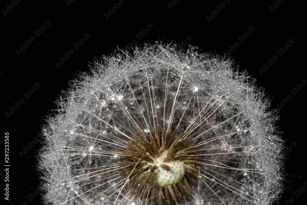 Naklejka premium Dandelion in drops of water.
