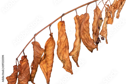 Branch with dried leaves on white isolated