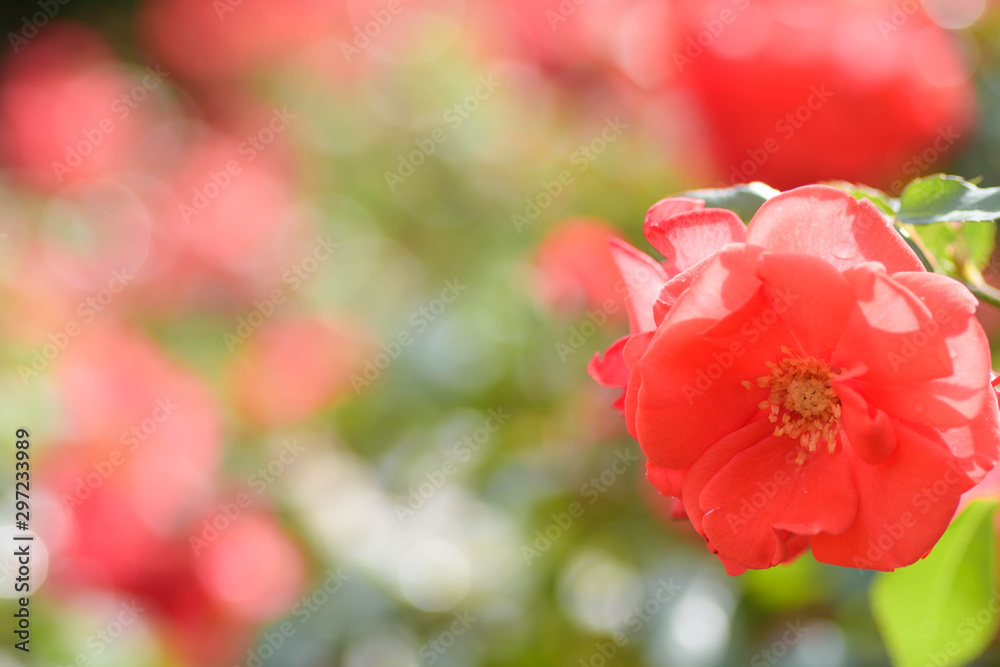 Obraz premium 薔薇の輝き