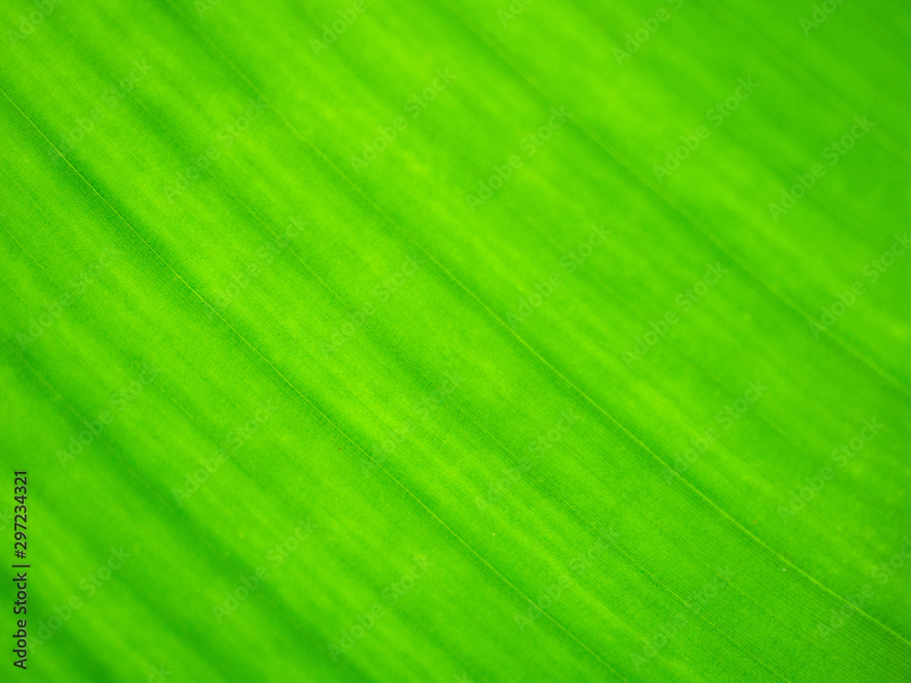 Green Banana leaf texture abstract background. Green Banana leaf texture abstract background.