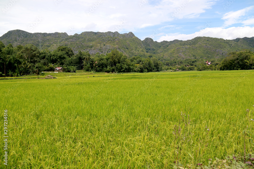 Countryside on Sulawesi: Mountain Ranges and Rice Fields in Toraja, Sulawesi, Indonesia