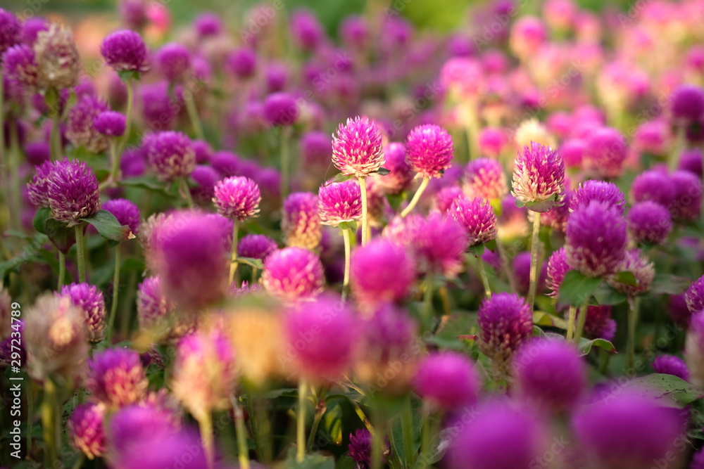 Purple flower (Gomphrena globosa) at the park with soft tungsten sun glares Purple flower (Gomphrena globosa) at the park with soft tungsten sun glares