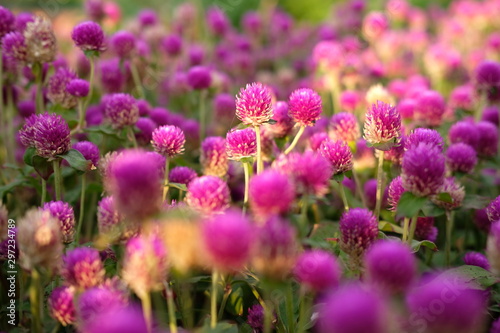 Purple flower (Gomphrena globosa) at  the park with soft tungsten sun glares