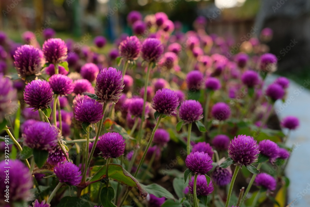 Purple flower (Gomphrena globosa) at the park with soft tungsten sun glares Purple flower (Gomphrena globosa) at the park with soft tungsten sun glares
