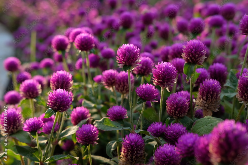 Purple flower (Gomphrena globosa) at the park with soft tungsten sun glares Purple flower (Gomphrena globosa) at the park with soft tungsten sun glares