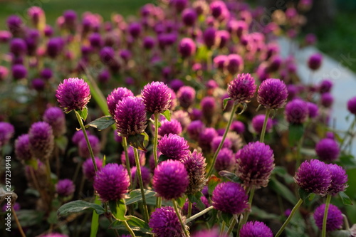 Purple flower  Gomphrena globosa  at  the park with soft tungsten sun glares