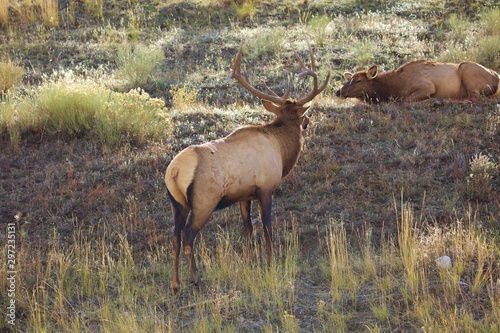 Yellowstone bull elk © Stepping Stones