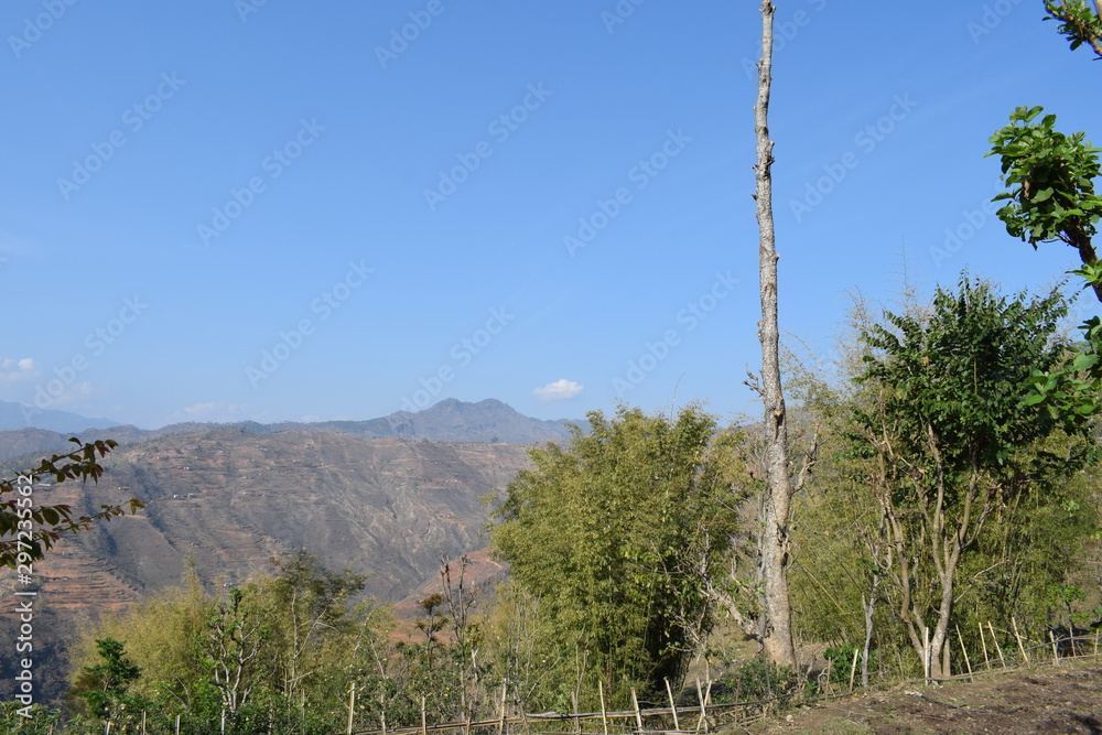 Obraz premium pine trees in the mountains