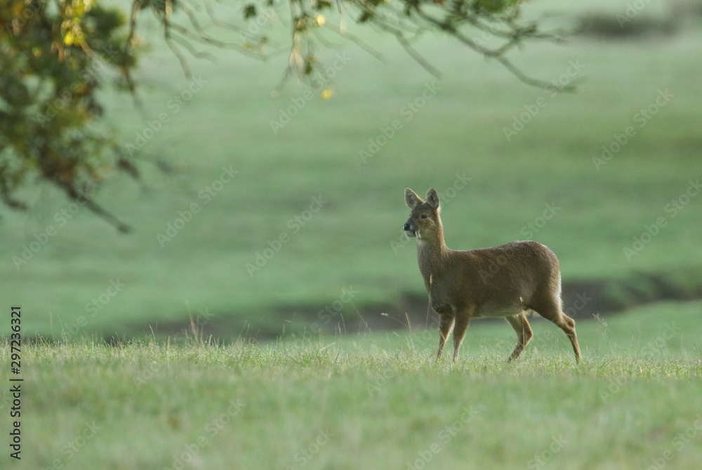 A Chinese Water Deer, Hydropotes inermis, standing in a meadow at the edge of woodland in the UK. A Chinese Water Deer, Hydropotes inermis, standing in a meadow at the edge of woodland in the UK.