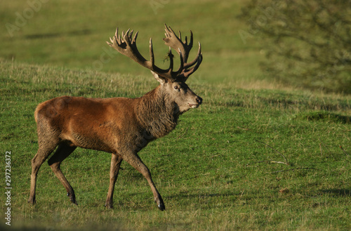 A magnificent Red Deer Stag, Cervus elaphus, walking across a field during rutting season.
