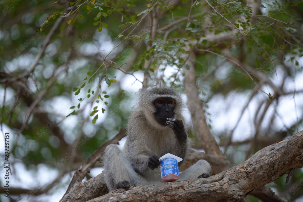 Obraz premium Baboon eating yogurt