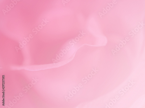 Pink rose in soft style.