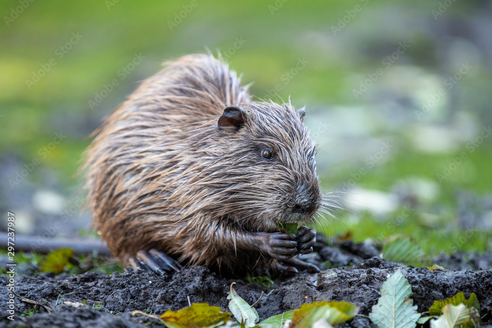 Young coypu (Myocastor coypus) in grass on river Young coypu (Myocastor coypus) in grass on river