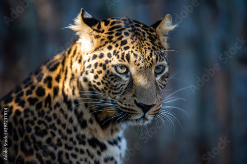 Close up portrait of leopard  Panthera pardus 