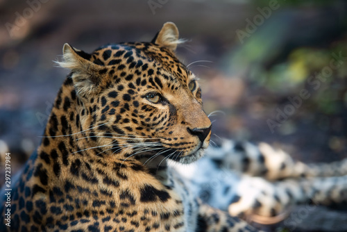 Close up portrait of leopard (Panthera pardus)