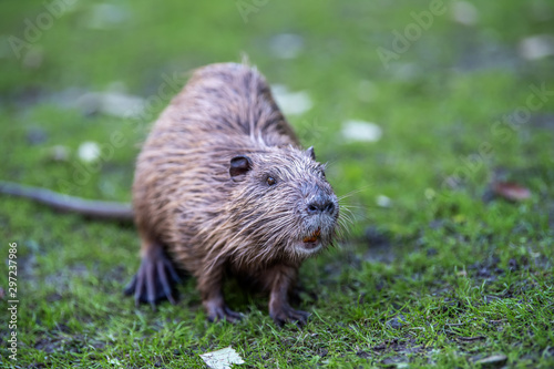 Young coypu (Myocastor coypus) in grass on river