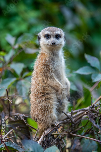 Close up surricate meerkats standing