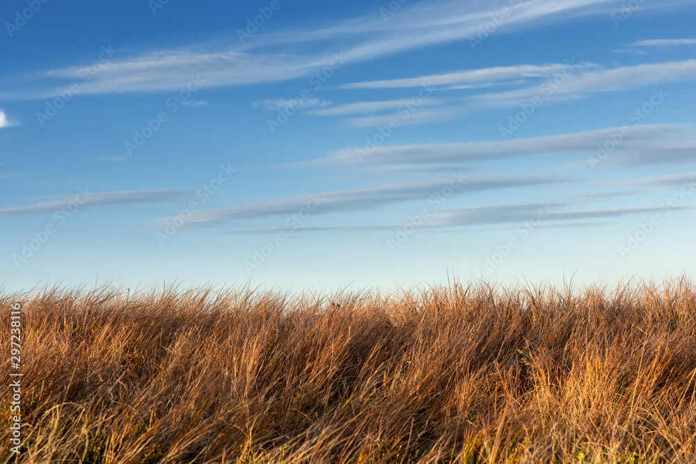 Tall dry grass sway in the wind on sky background - obrazy, fototapety, plakaty 