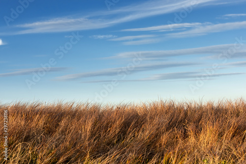 Tall dry grass sway in the wind on sky background photo