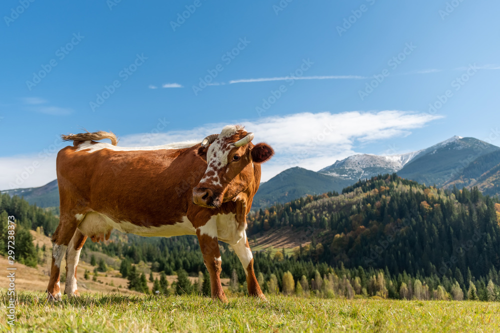 Brown cow on pasture in mountains Brown cow on pasture in mountains