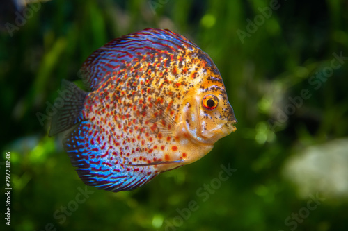 Discus in an aquarium on a green background