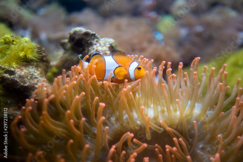 Clown Anemonefish  Amphiprion percula  swimming among the tentacles