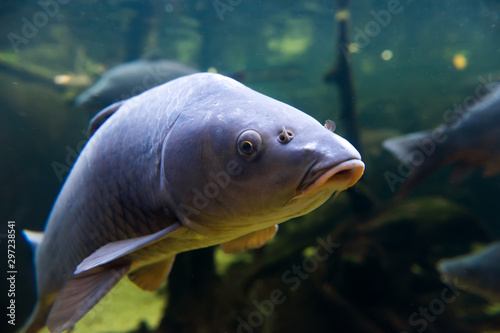 Freshwater fish carp (Cyprinus carpio) in the pond