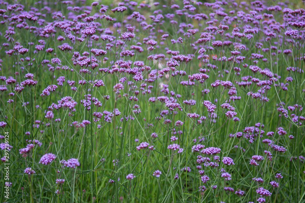Background of purple (violet) flowers, bright flowers in a botanical garden, blue flowers in a summer time