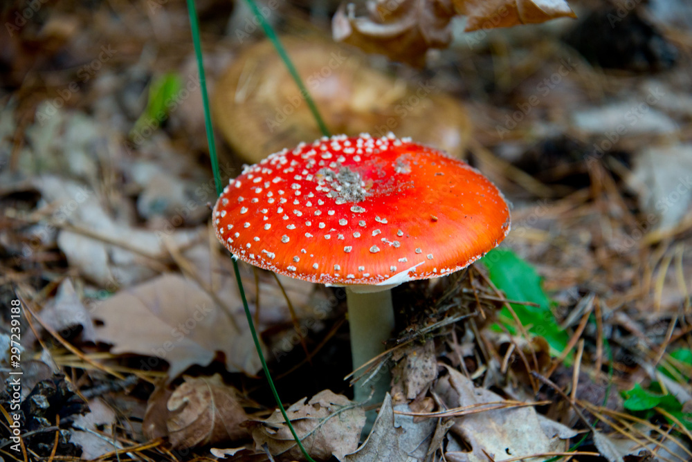 fly agaric (toadstool) waiting for mushroom pickers in brandenburg forest, near berlin, germany fly agaric (toadstool) waiting for mushroom pickers in brandenburg forest, near berlin, germany