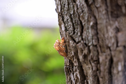 Cicada's shell, Hold on tree