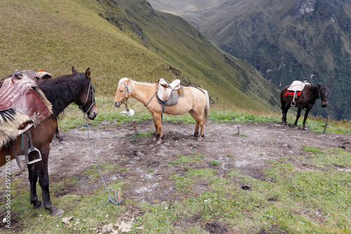 Horses on Andes mountains near Quito, Ecuador