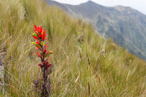 Wild flowers on Andes mountains near Quito, Ecuador