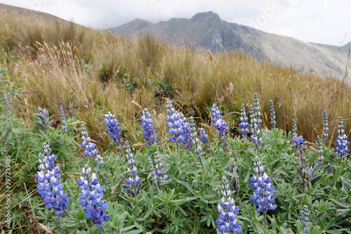 Wild flowers on Andes mountains near Quito, Ecuador