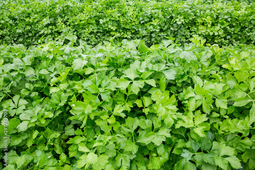 Celery vegetables, herbs, aromatic for cooking. Celery vegetables, herbs, aromatic for cooking.